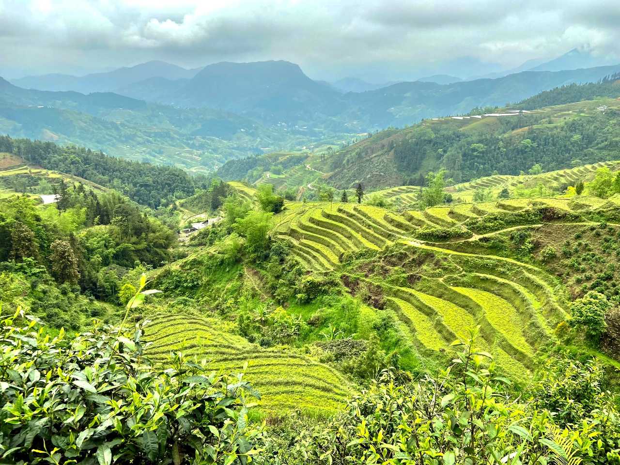 vue sur des rizières en terrasse au Vietnam