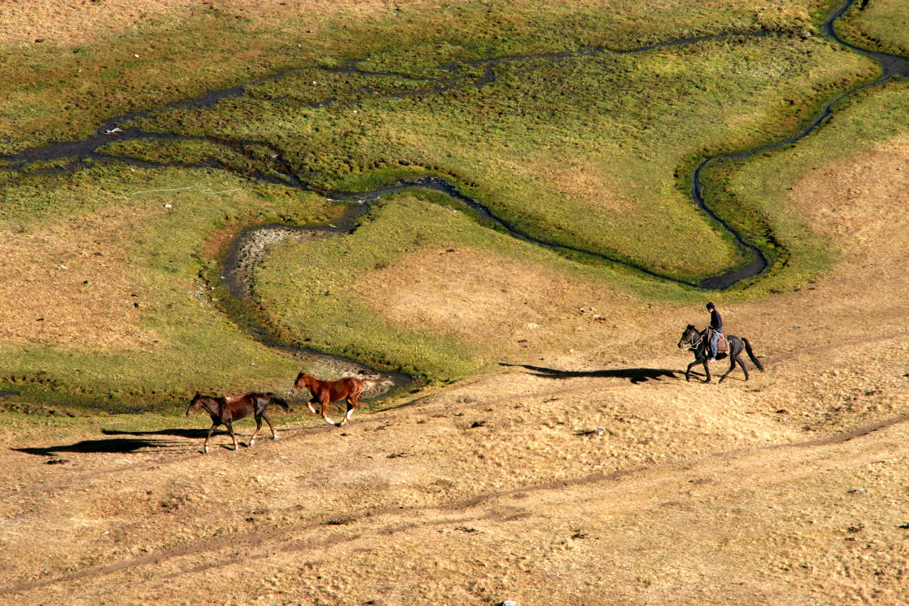 Vue sur un cavalier suivant des chevaux sauvages au milieu des plaines en Kirghizie