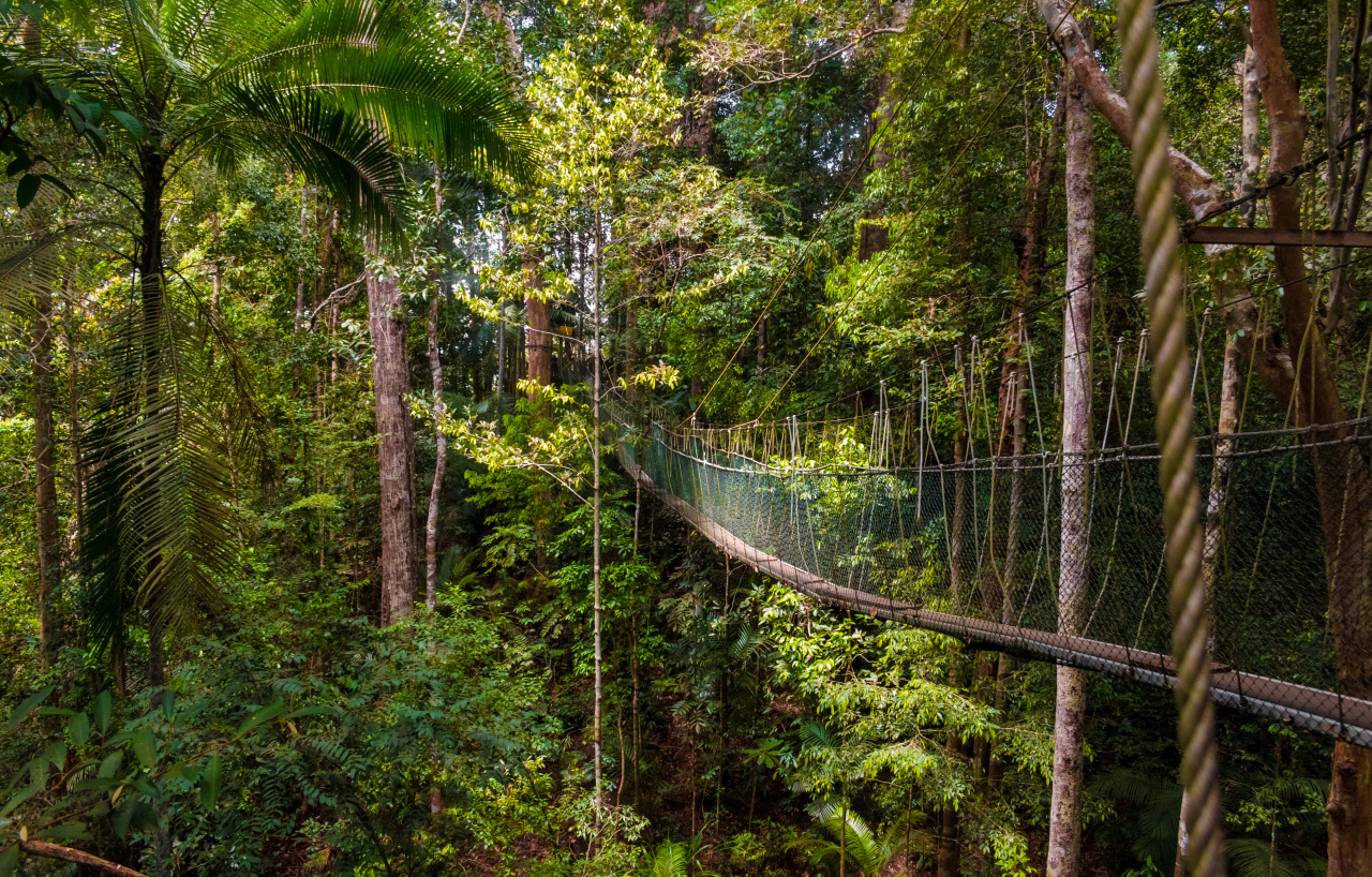 Vue sur une passerelle suspendue dans une forêt tropicale, parc national de Taman Negara, en Malaisie.