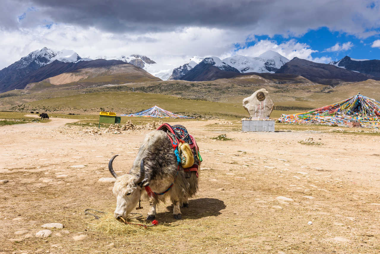 Yak avec une selle colorée et ethnique à l'est des monts Nyenchen Tanglha, à Damxung, Lhassa, Tibet