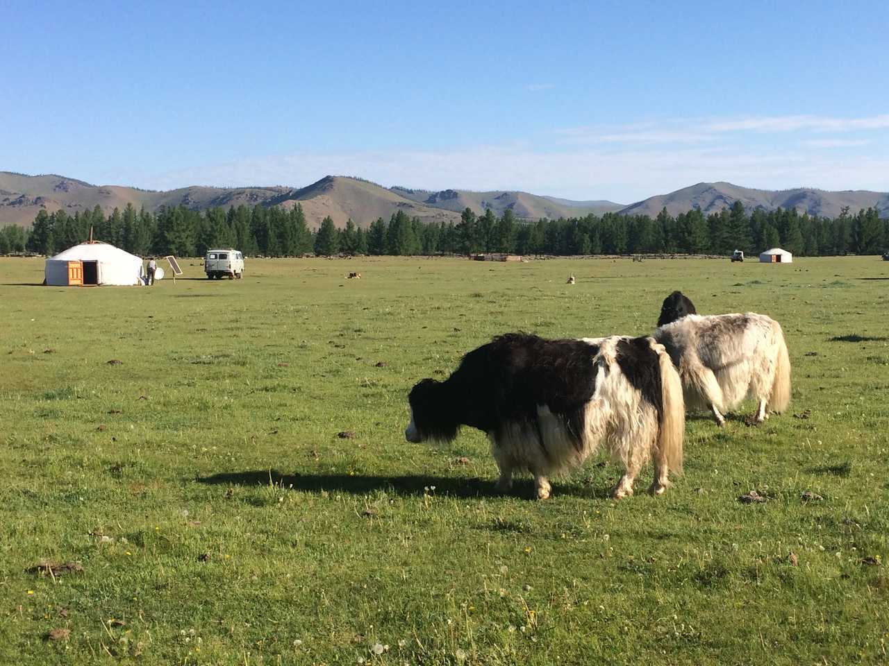 Yak dans la steppe mongole