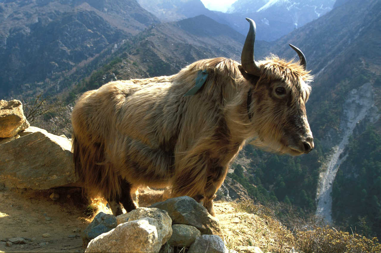 Yak dans le massif du Khumbu