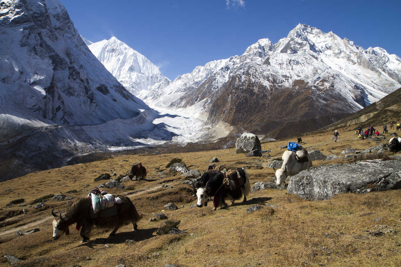 Yaks sur le tour du Manaslu