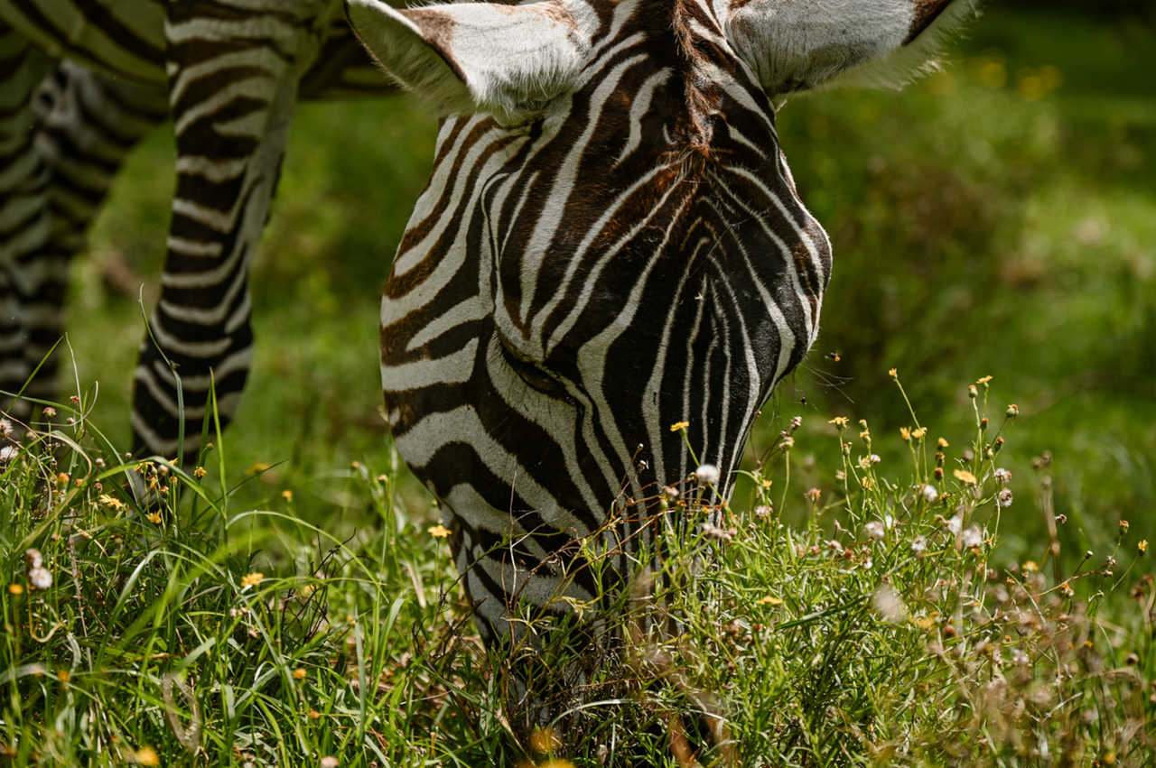 zèbre au Kenya