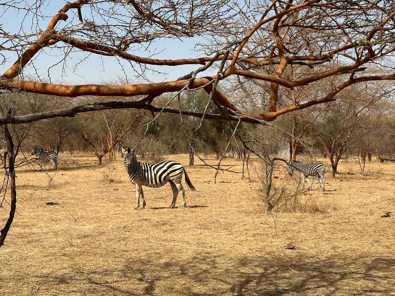 Zèbre dans la réserve de Bandia au Sénégal