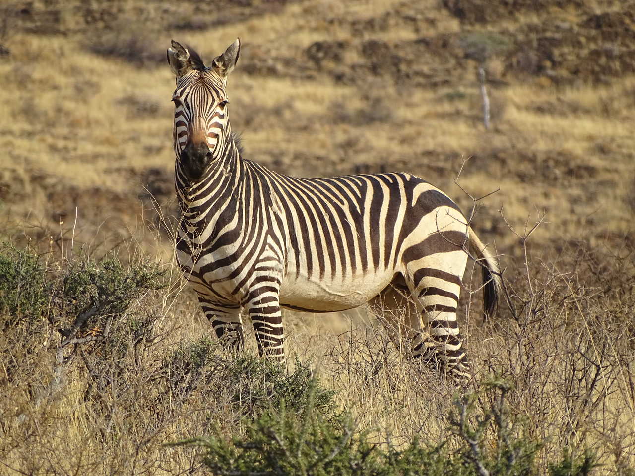 zèbre de hartmann en Namibie