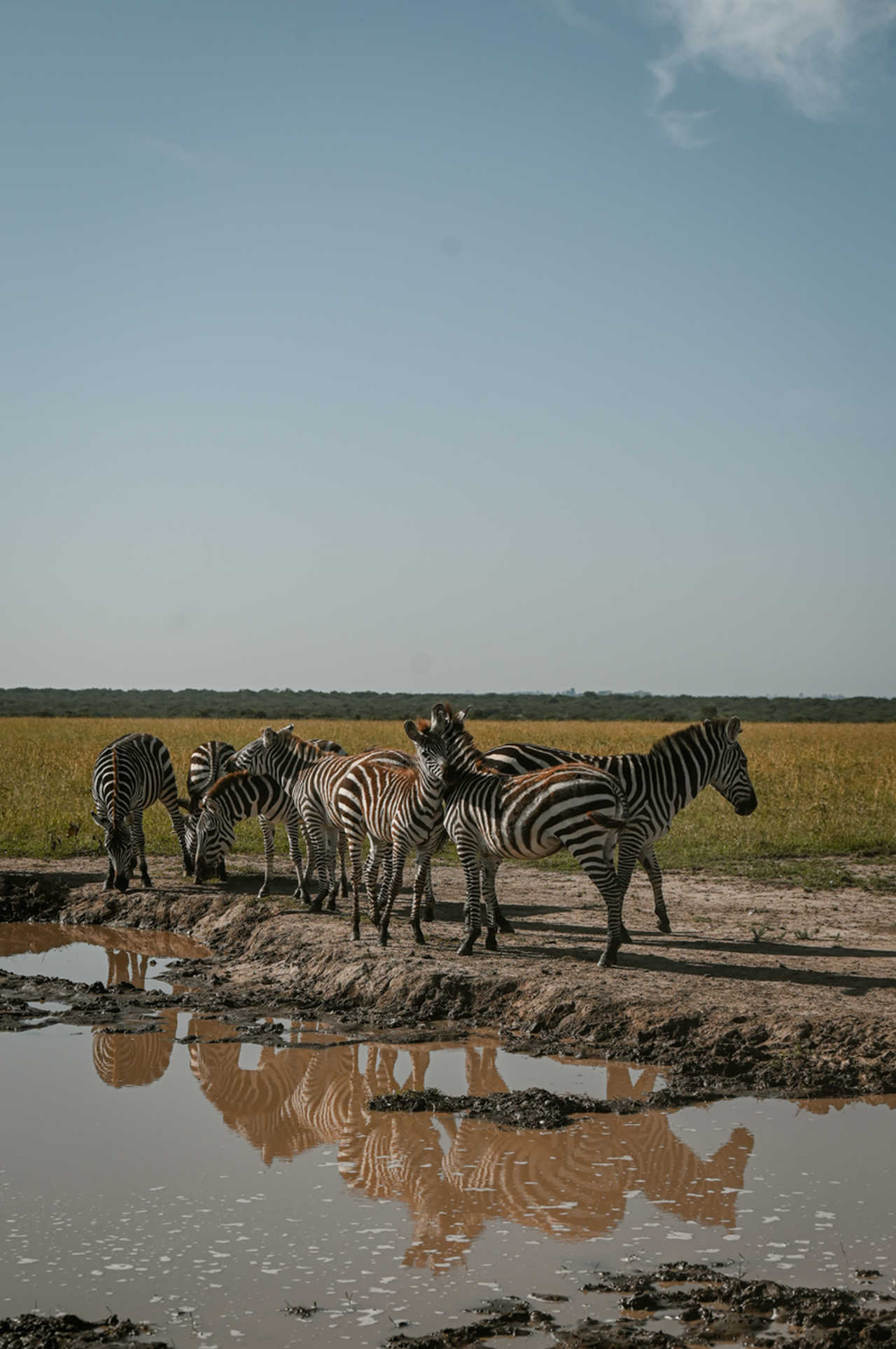 zèbres au niveau d'un point d'eau au Kenya