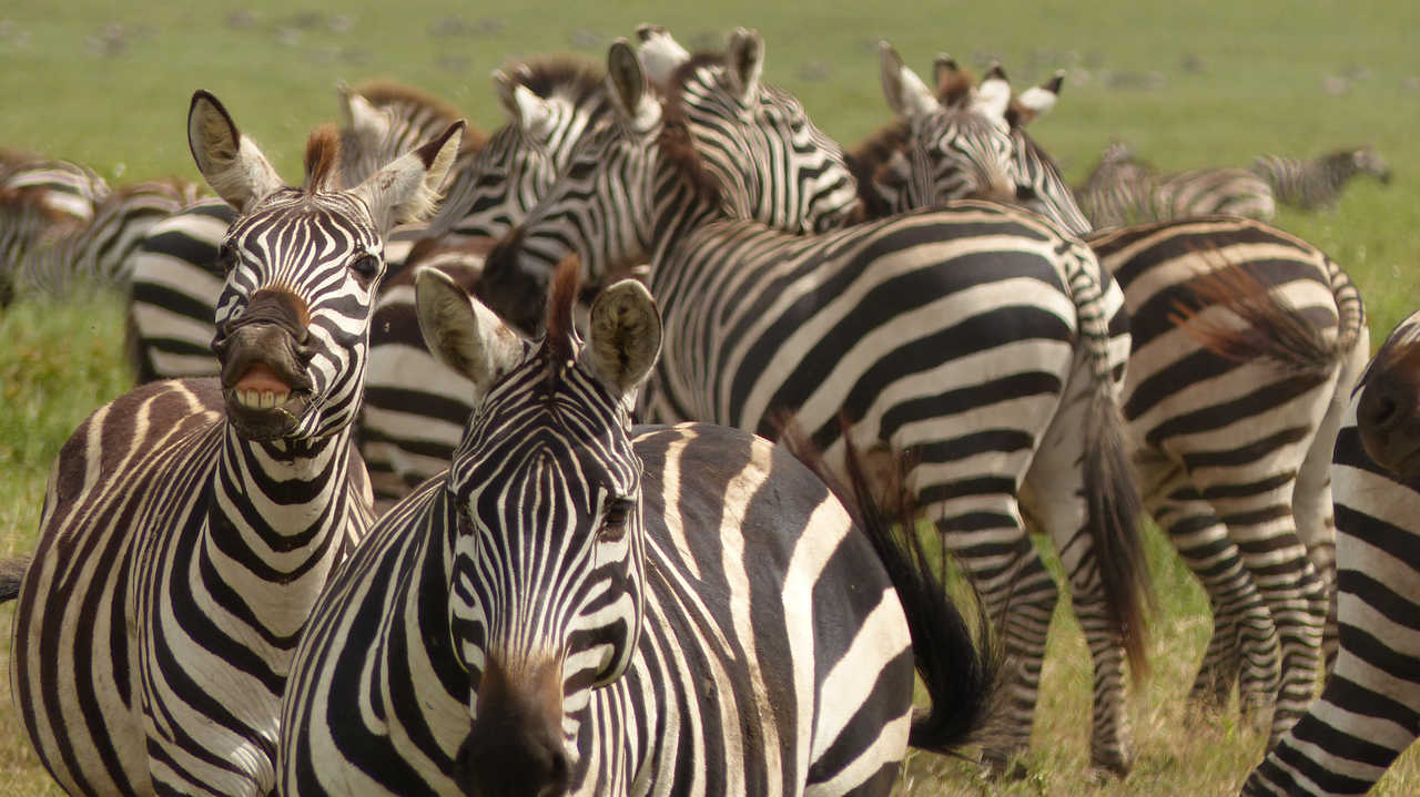 Zèbres dans l'aire du Ngorongoro