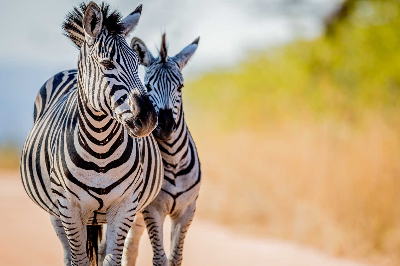 Zèbres dans le parc Kruger en Afrique du Sud