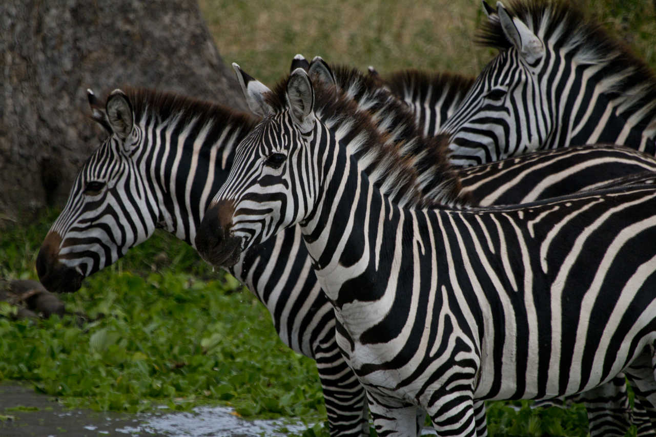Zèbres dans un parc national en Tanzanie