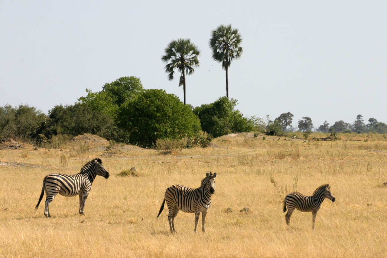 Zèbres dans une plaine avec des palmiers au Botswana