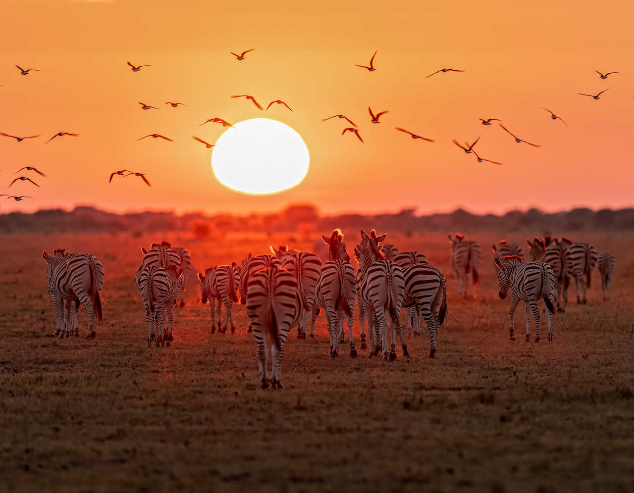 Zèbres dans une plaine au Botswana