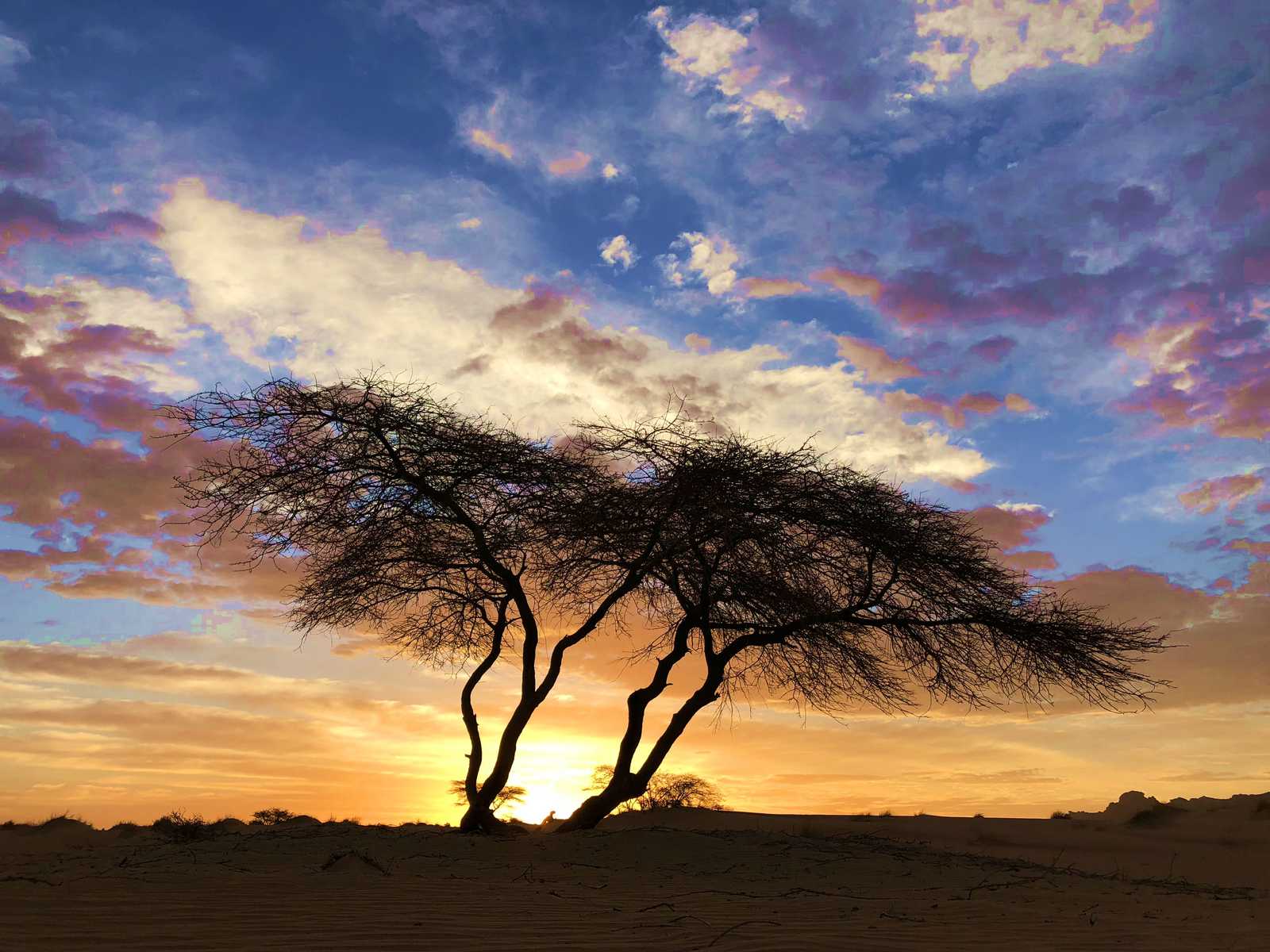 Acacia au coucher du soleil, Mauritanie © Martin Laprade Nicolas