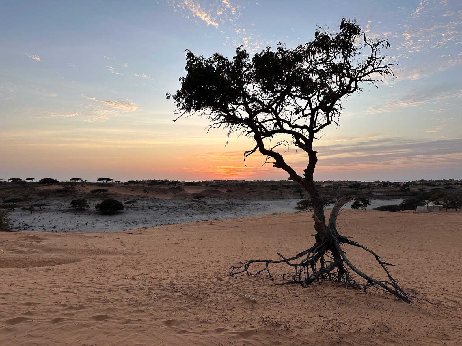 Acacia dans le désert de Lompoul au Sénégal © Geny Alice