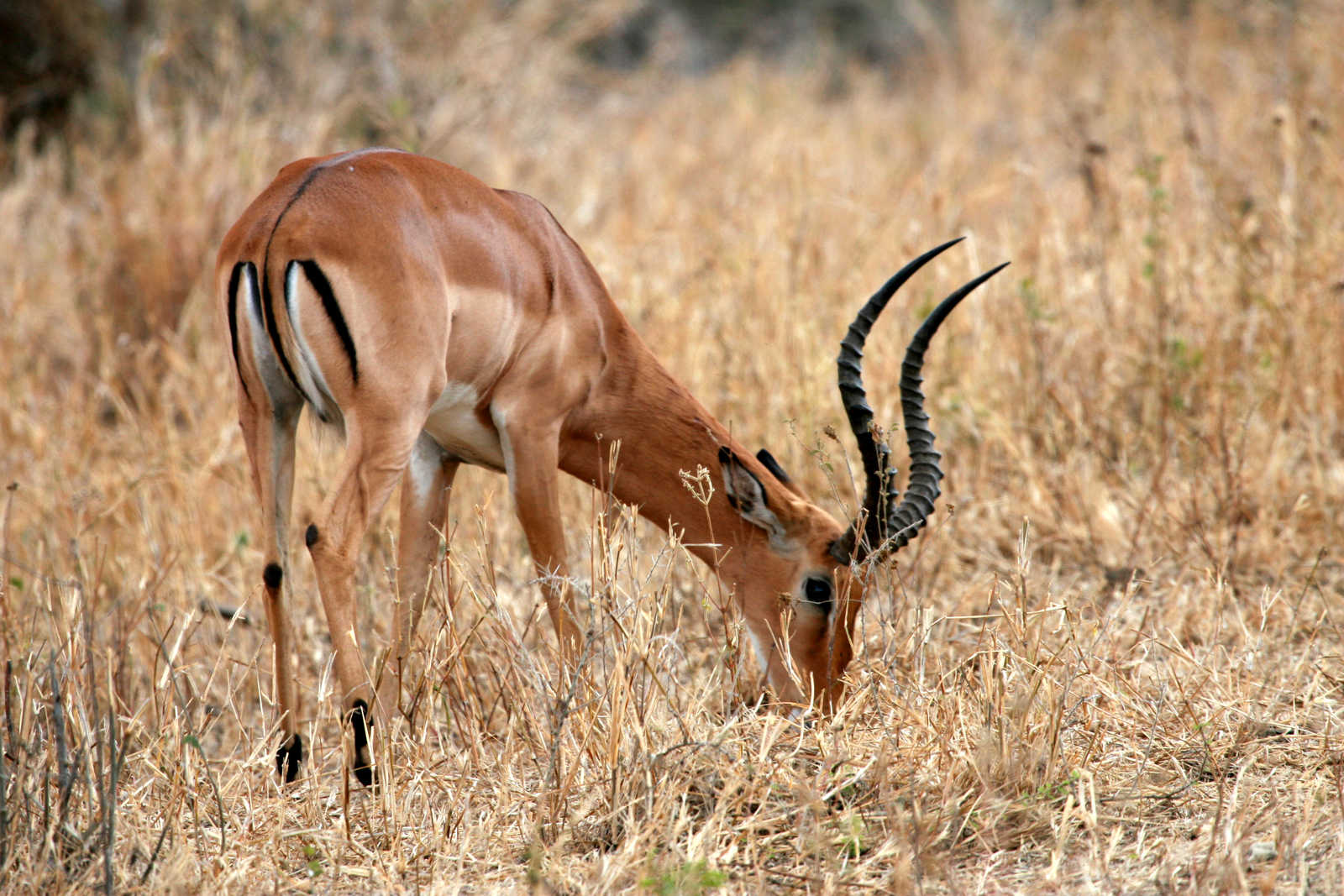 Image Trek du Ngorongoro au Lac Natron et safaris Masaï