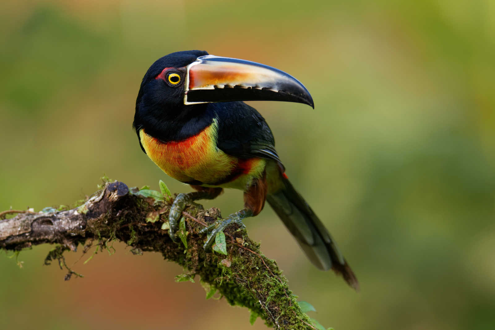 Aracari coloré Guatemala © Phototripcz