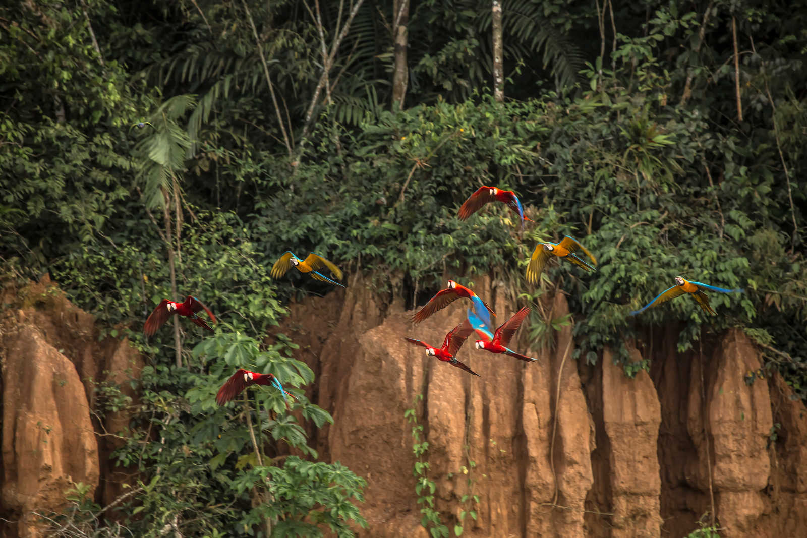 aras volant dans la réserve de tambopata, région de Madre de Dios au Pérou © Christian B