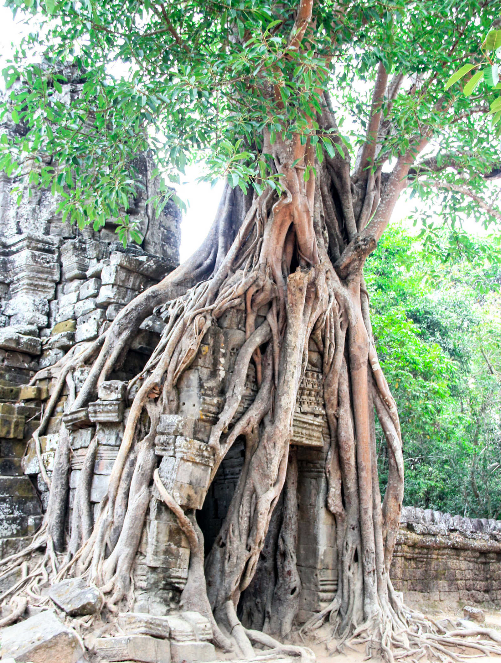 Arbre sur les ruines d'Angkor Wat © Rudiernst