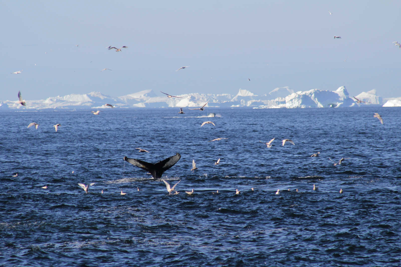 Baleine à bosse au Groenland © Degbe Julie