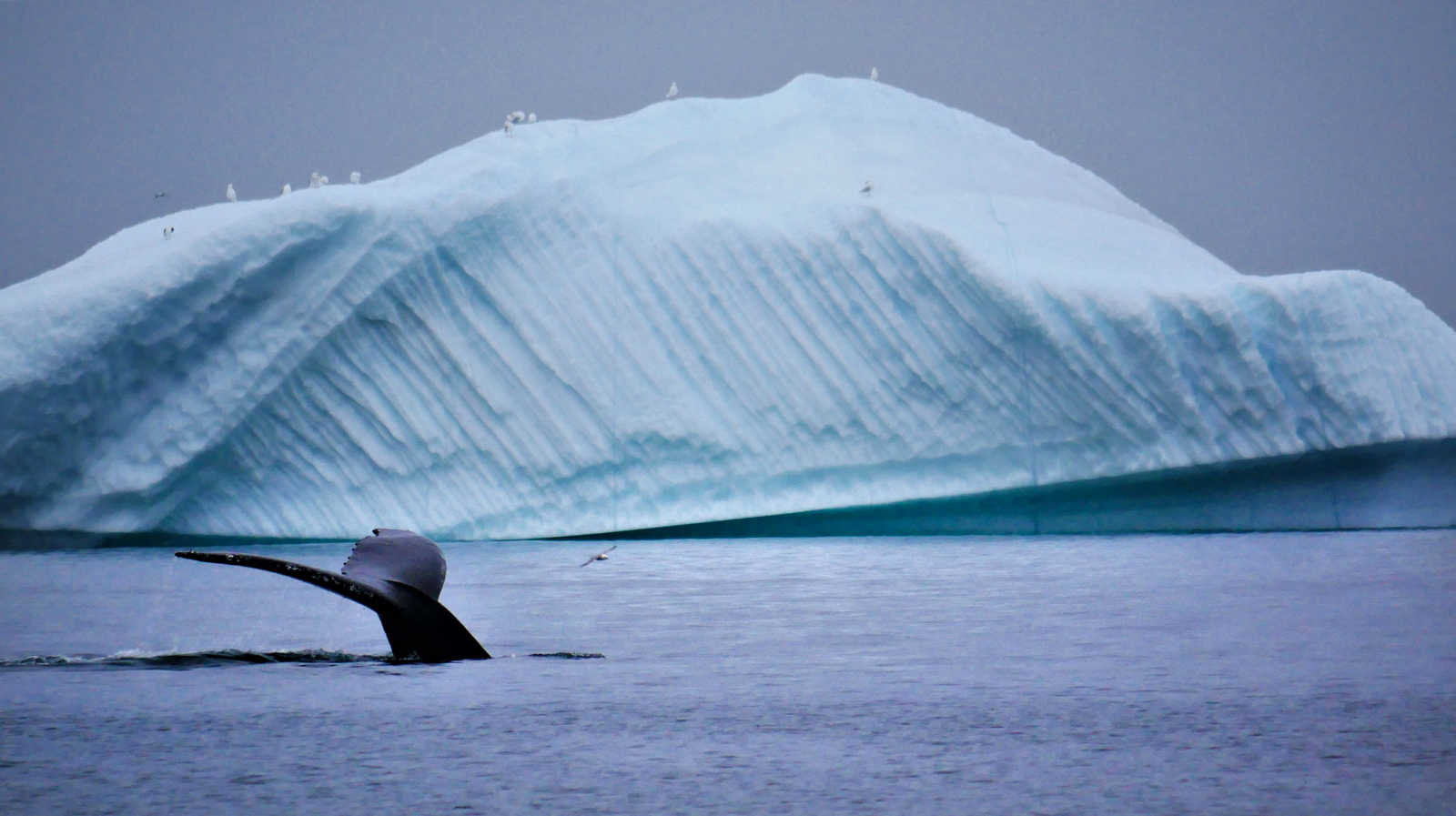 Baleine à bosse qui sonde au Groenland © Legain Clément
