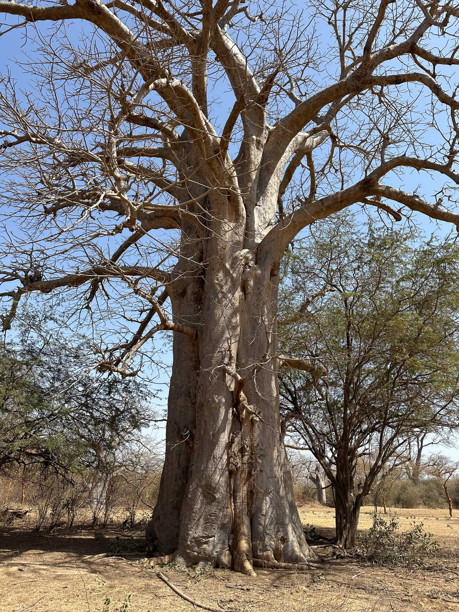 Baobab dans la réserve de Bandia au Sénégal © Geny Alice