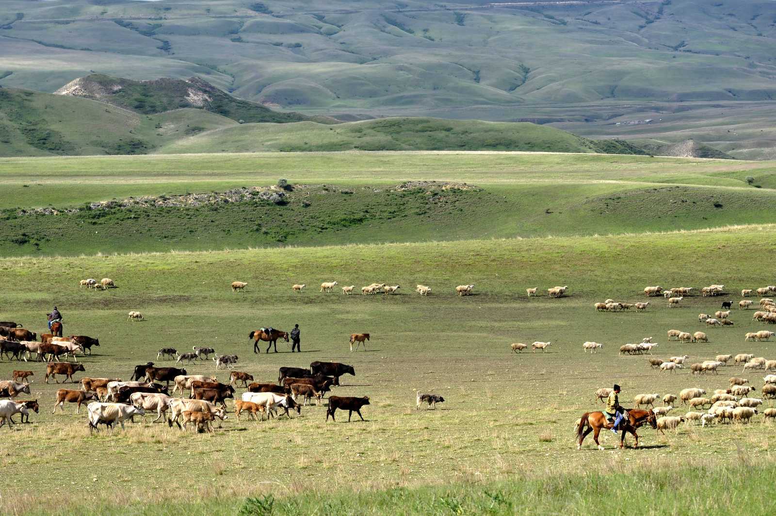 Bergers à cheval et leurs troupeaux de vaches et moutons en Géorgie © Cormier Emilie