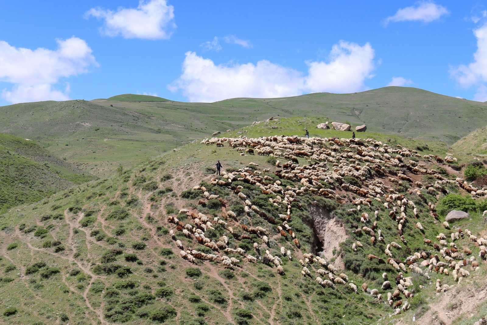 Bergers et leurs moutons dans les montagnes © Shakya Rajeev