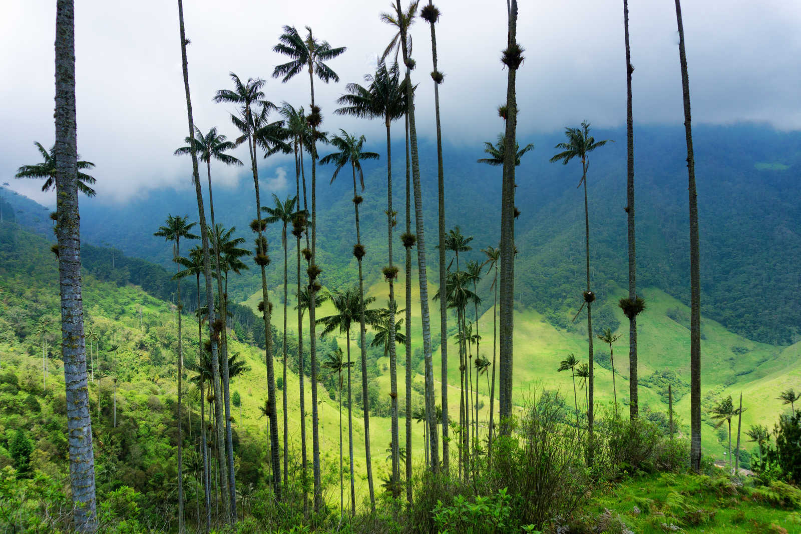 Biodiversité en colombie © Adobe Stock