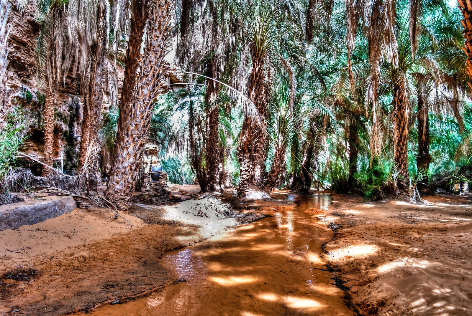 Biodiversité en Mauritanie © Adobe Stock