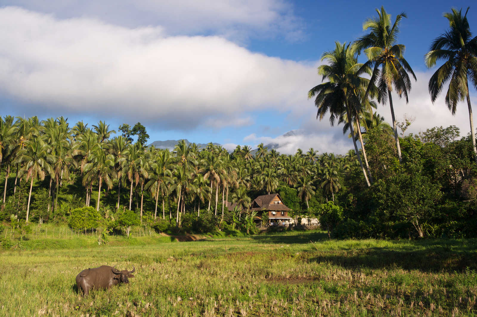 bœuf au nord de Luzon dans les philippines © OT PHILIPPINES