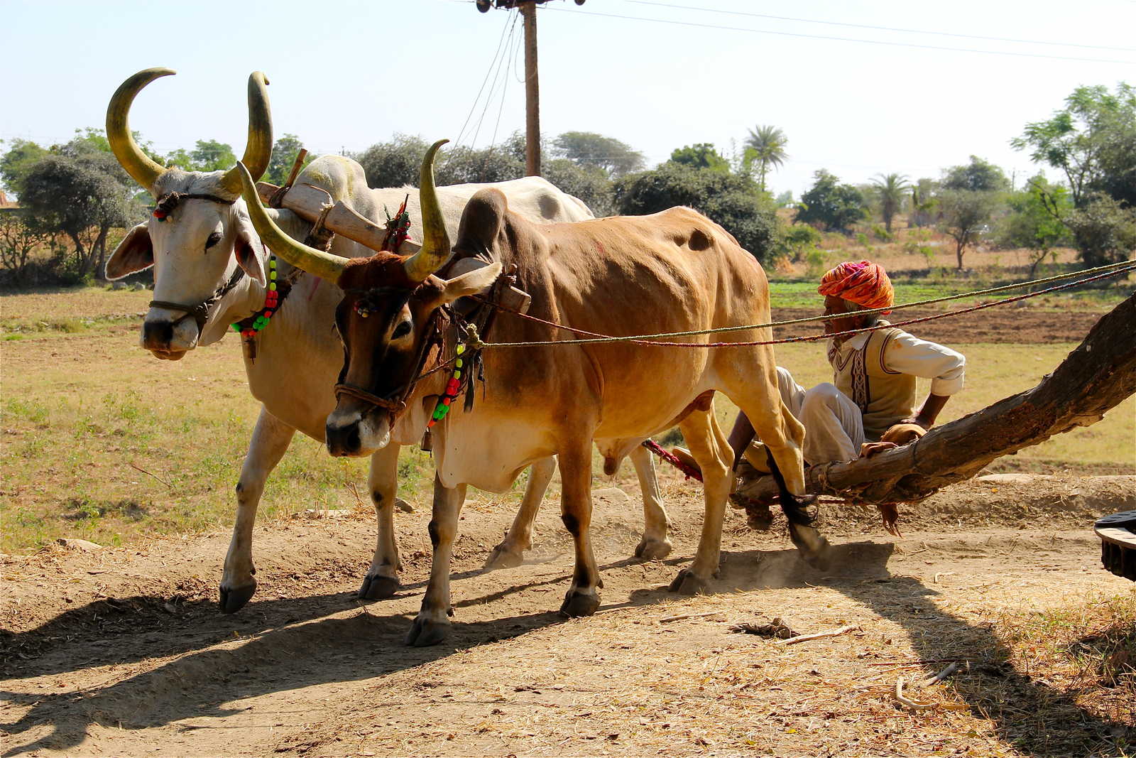 boeufs au Rajasthan en Inde © Jammet Mélanie