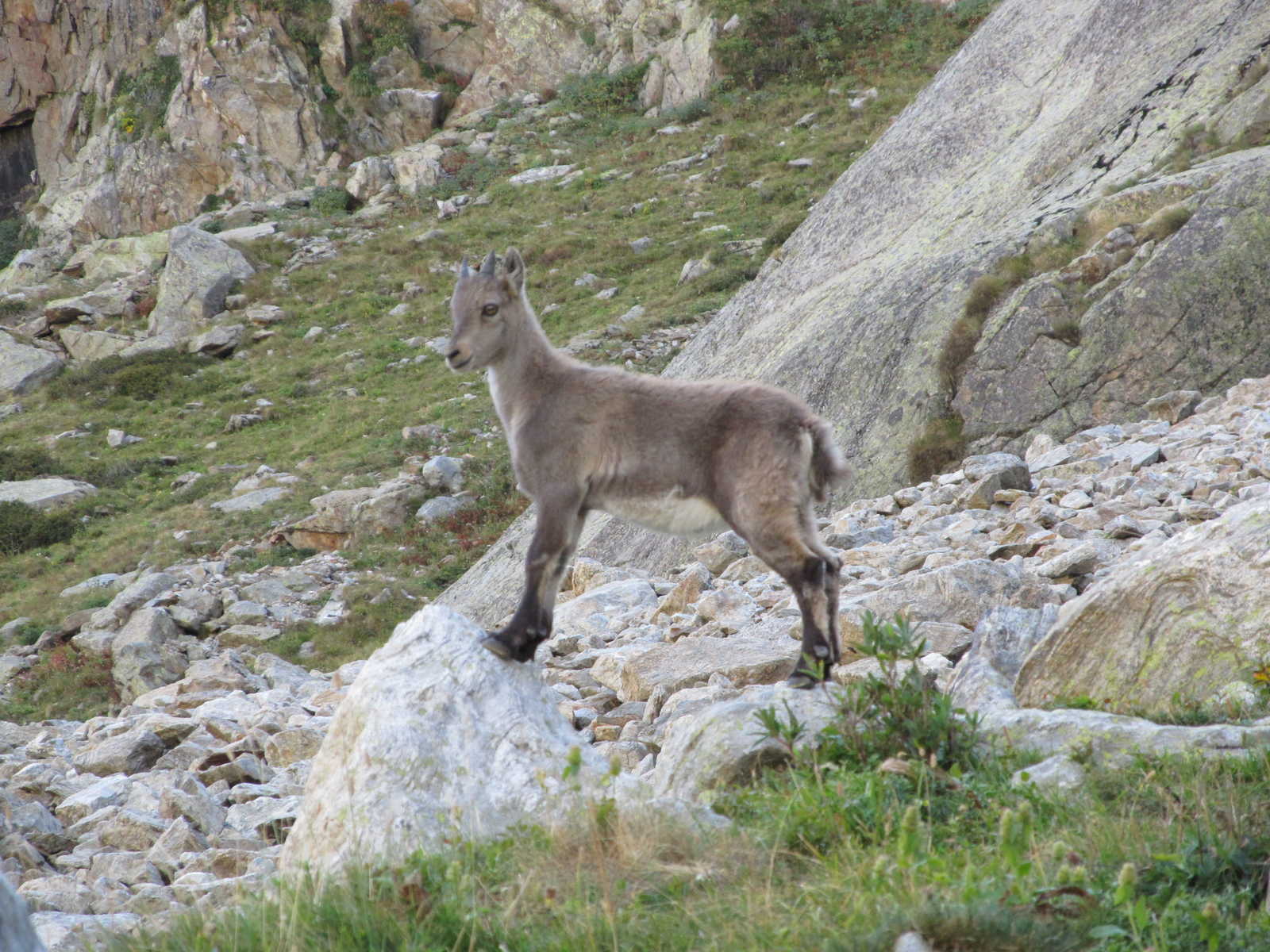 Bouquetin dans le Queyras dans les Alpes en France © Destination Queyras