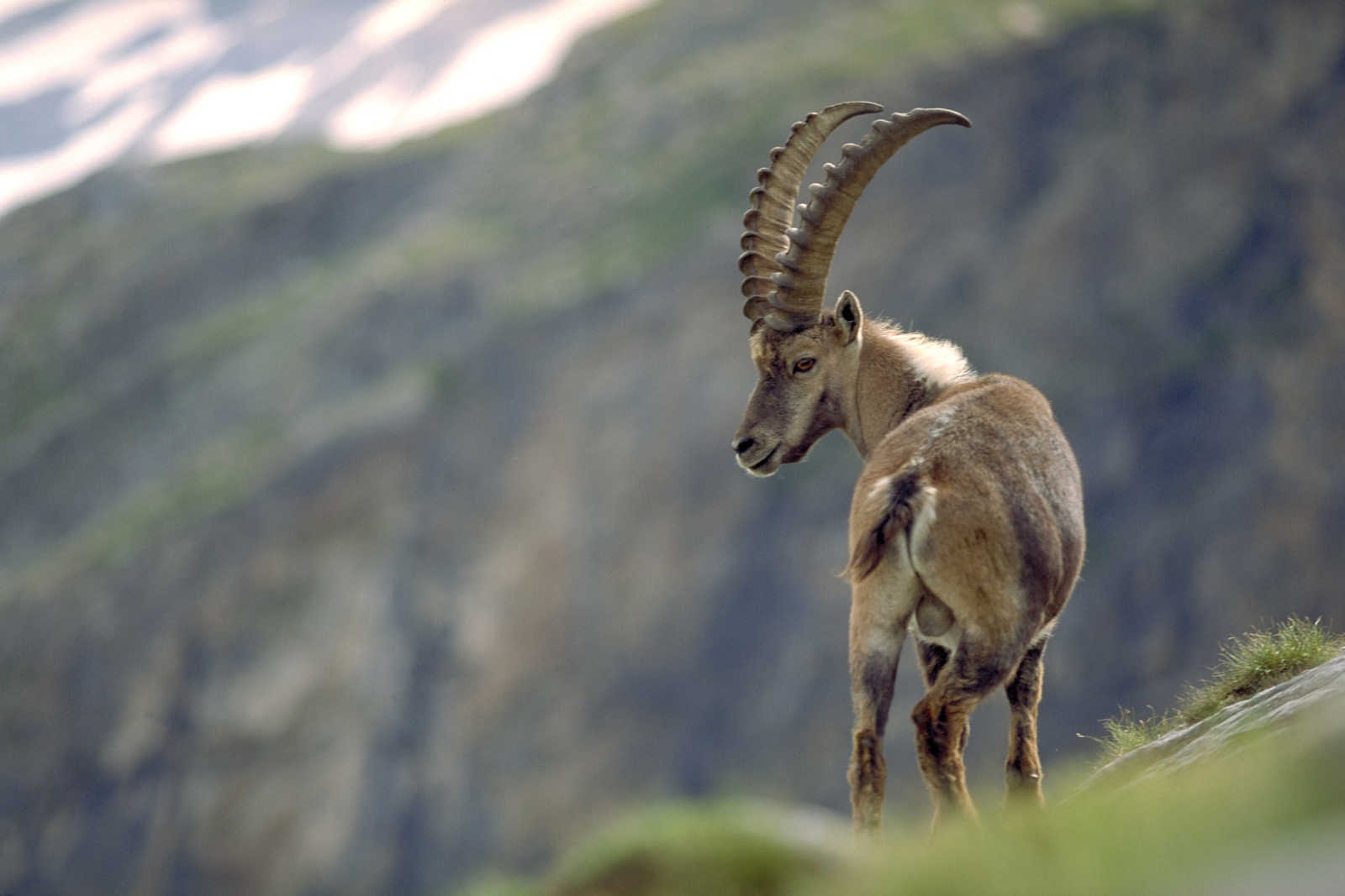 bouquetin dans les Alpes © Capnord