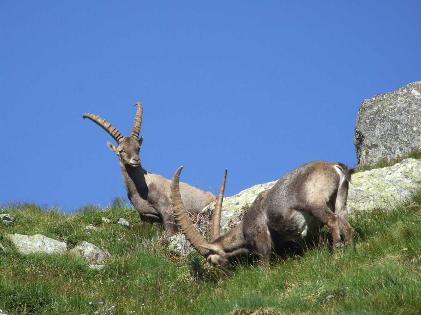 Bouquetins dans les Alpes en France © Destination Queyras