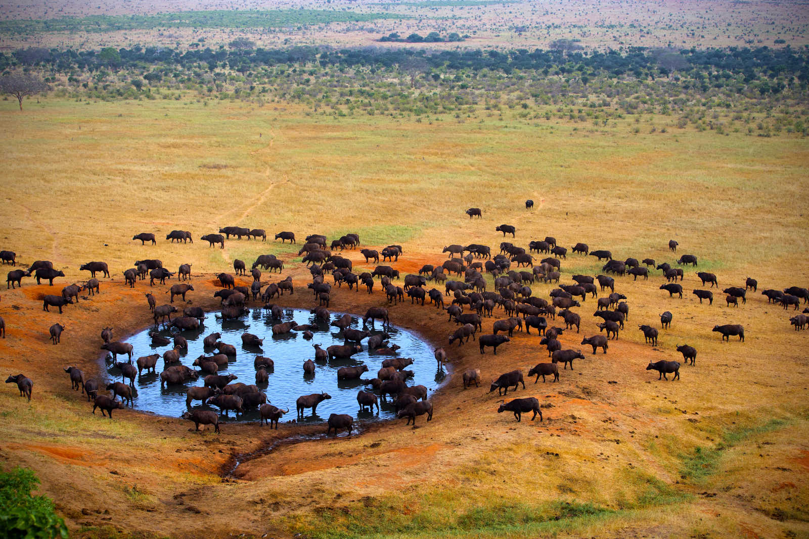 Buffalo dans le parc Kruger en Afrique du Sud © TERRA RSA