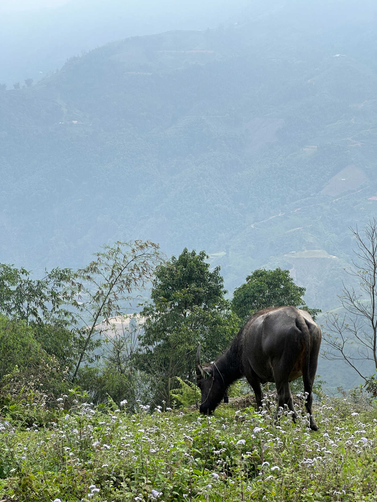 Buffle au Nord du Vietnam © Pellet Stéphanie