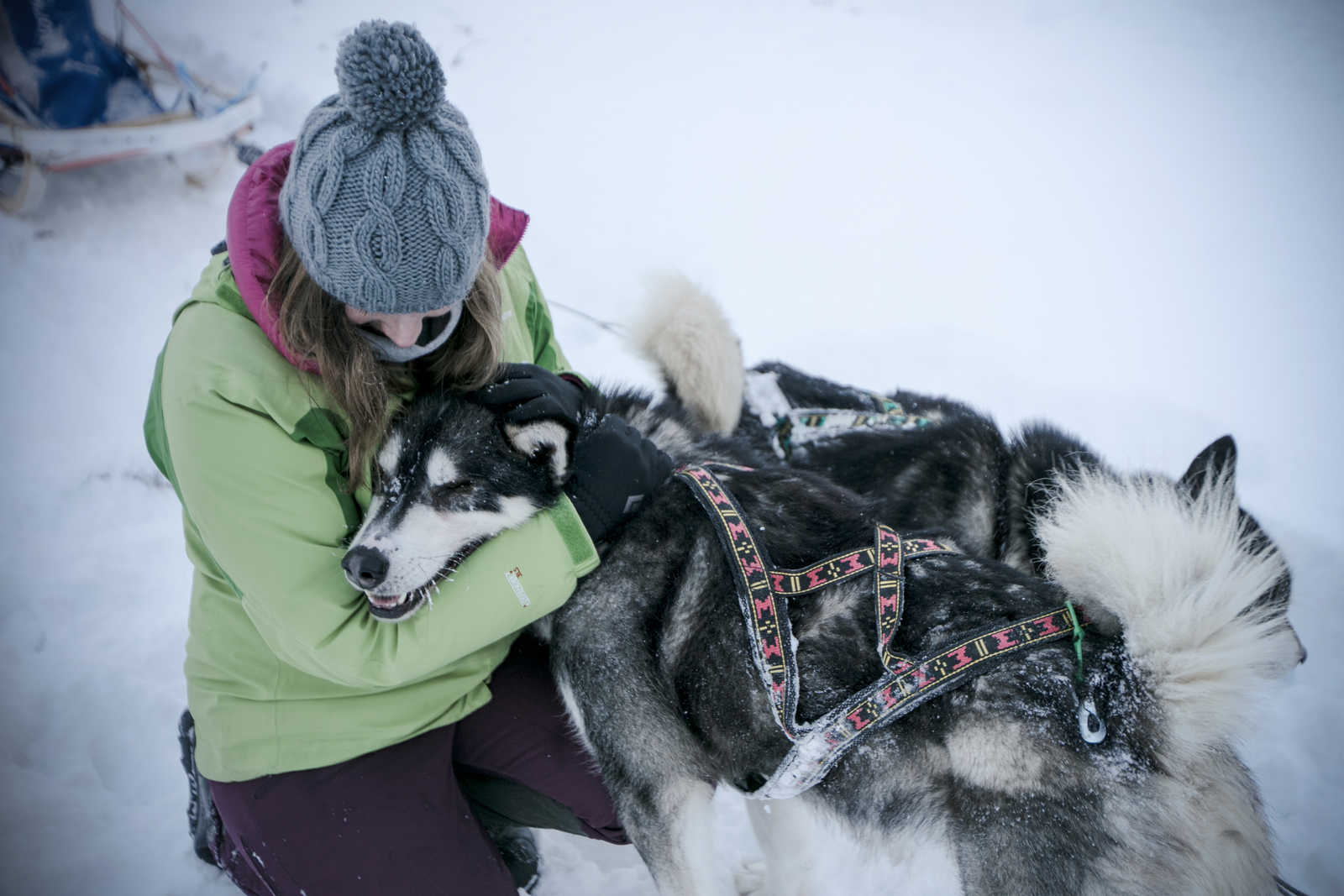 Calin à notre chien de traineau © Trip In Wild