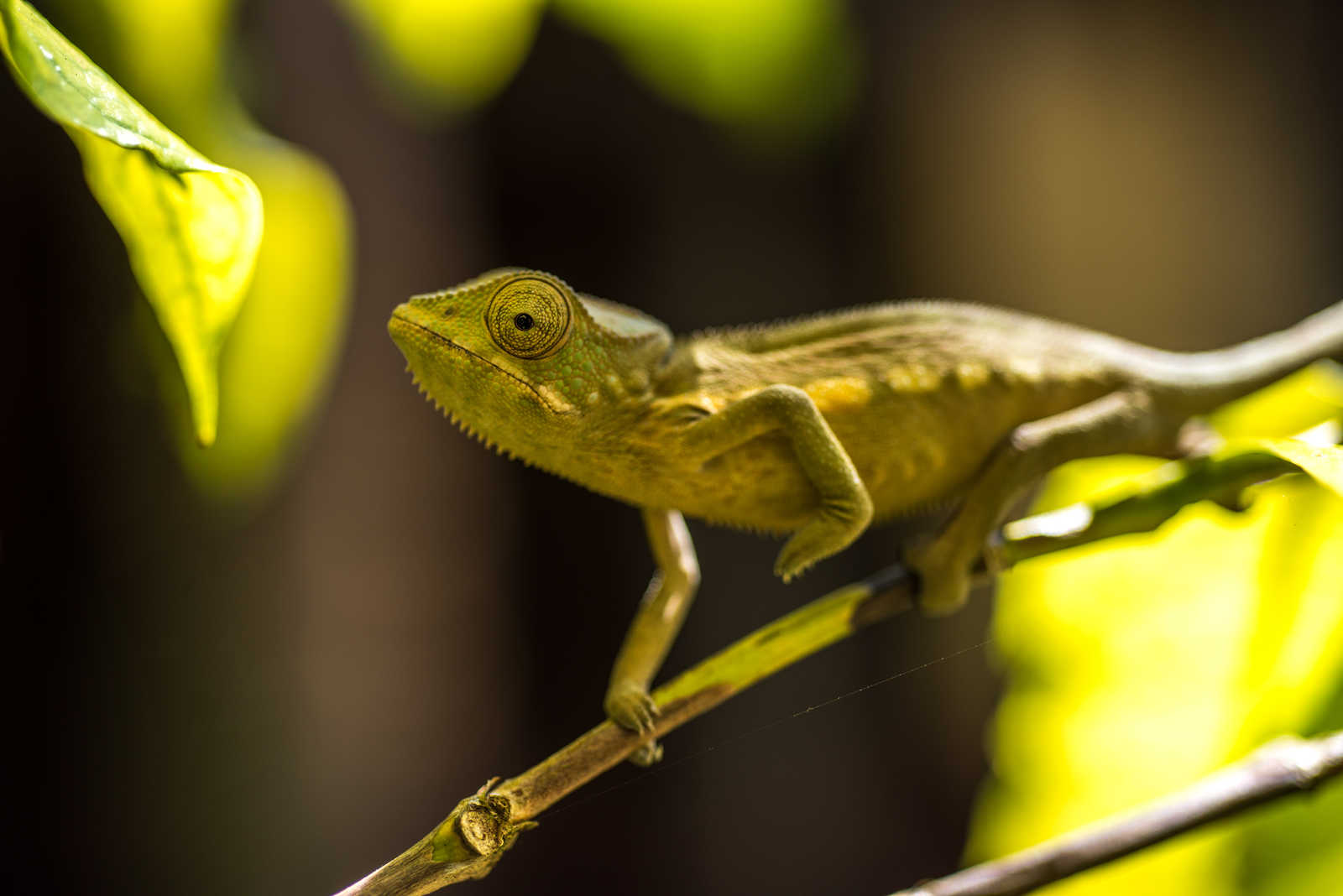 Caméléon Madagascar © Javarman