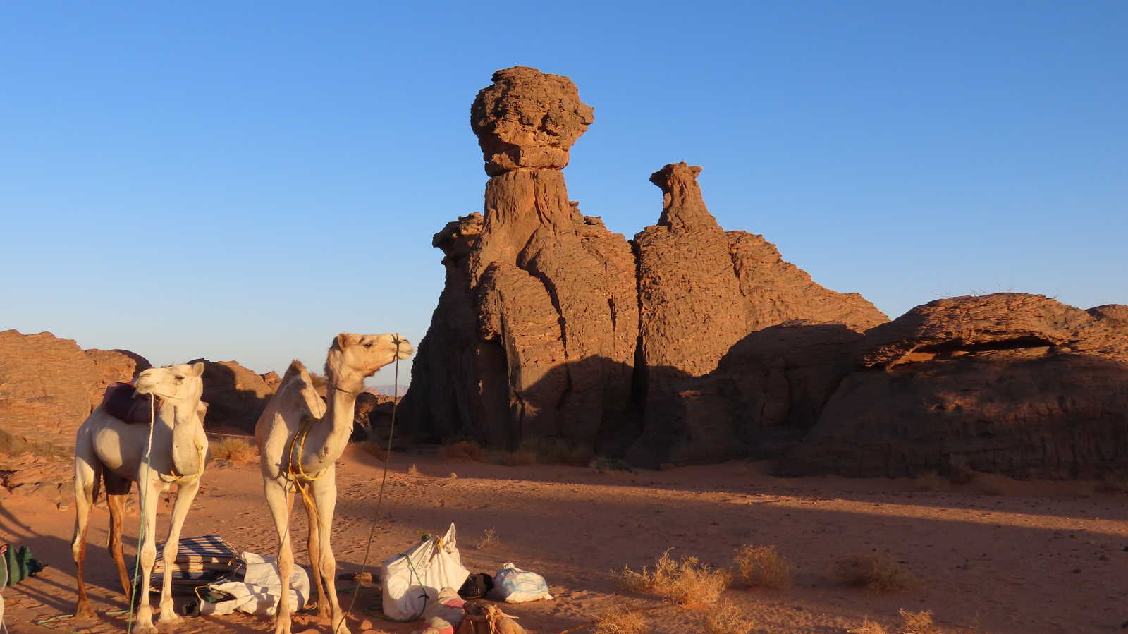 Campement avec les dromadaires dans le désert, en Algérie © Grally Florian