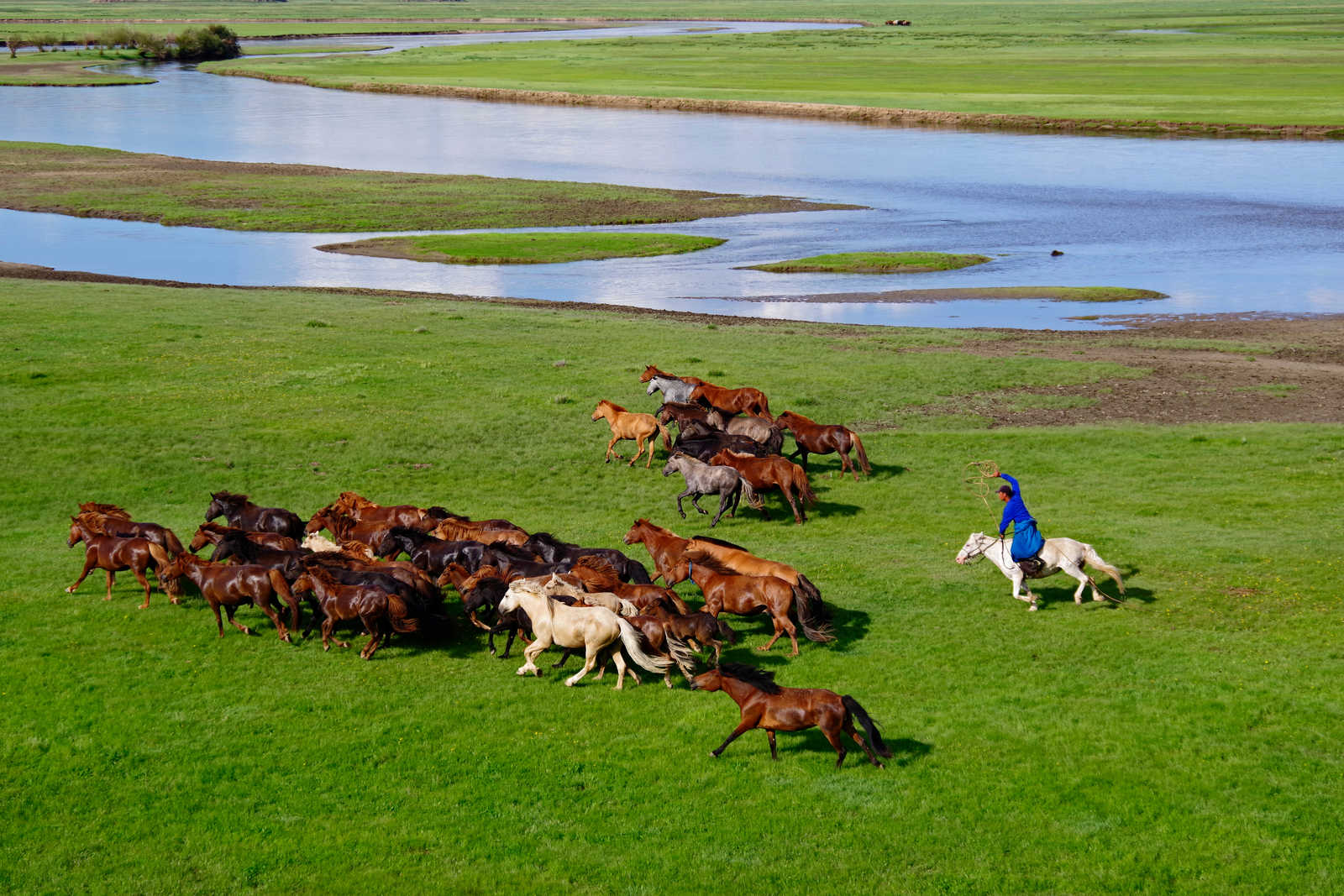 Cavalier et ses chevaux en Mongolie © Y.tanaka