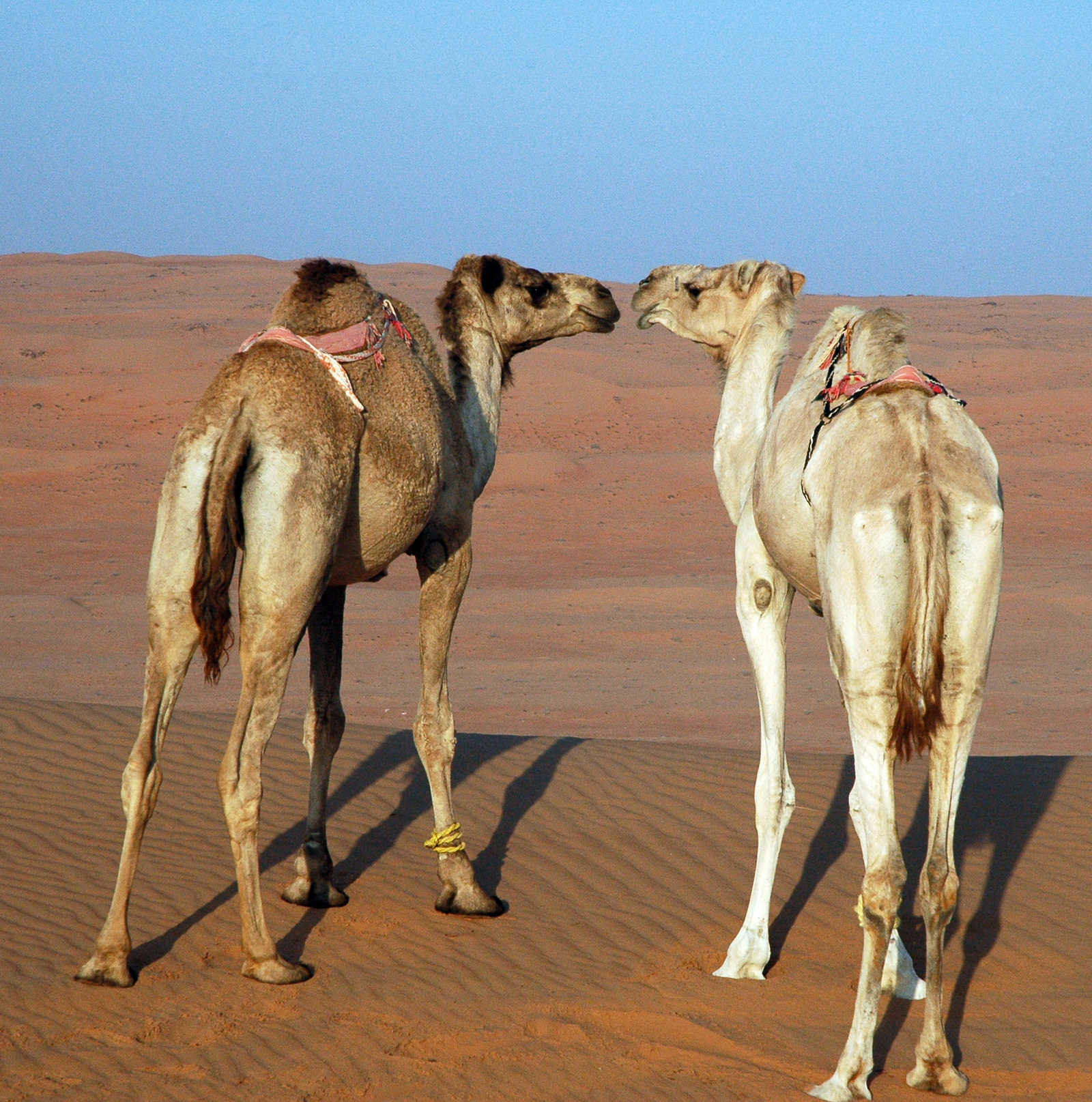 Chameaux dans le désert de Wahiba Sand, Oman © Martin Laprade Nicolas