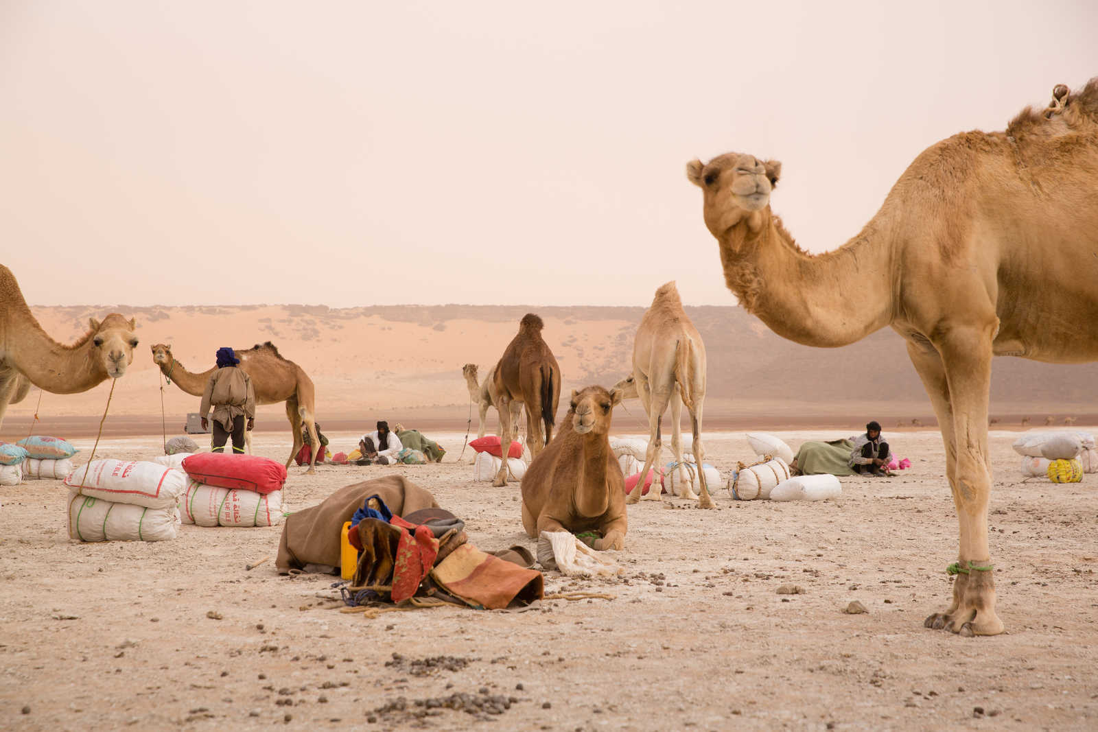 Chameaux dans l'Erg Aouker, Tichitt, en Mauritanie © Heinzelmann