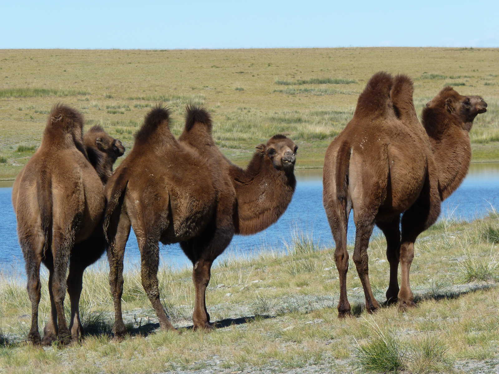 chameaux en Mongolie © Shakya Rajeev