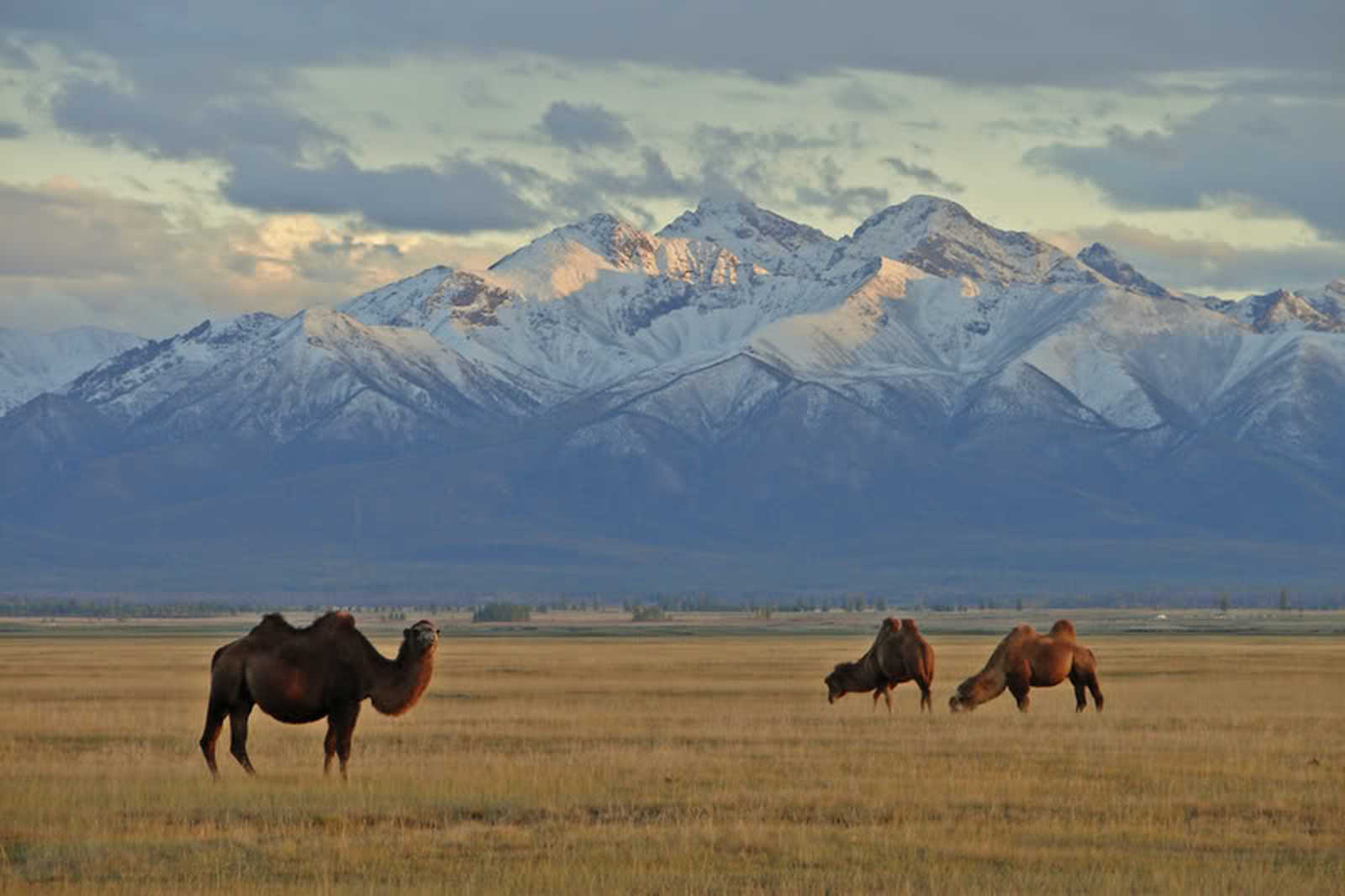 Chameaux et montagnes du Kharkhiraa © Wind Of Mongolia