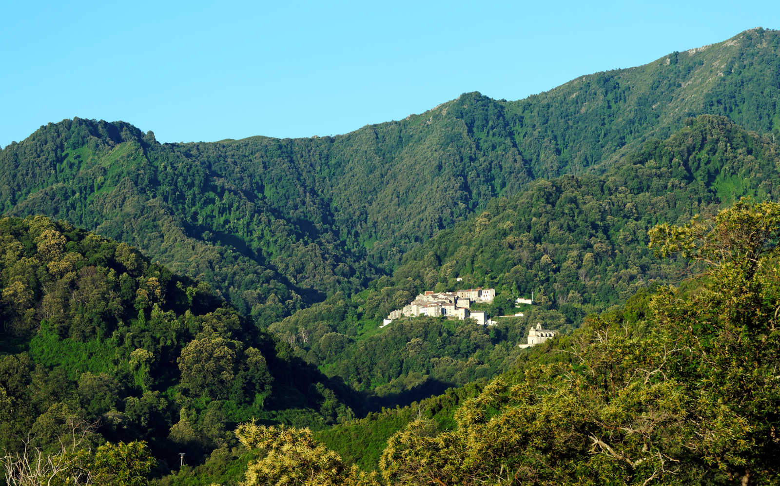 Chataigneraie et village corse © Bensliman H