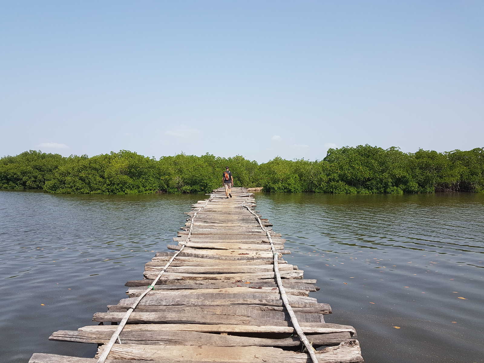 Chemin dans la mangrove au Sénégal © Gwenael