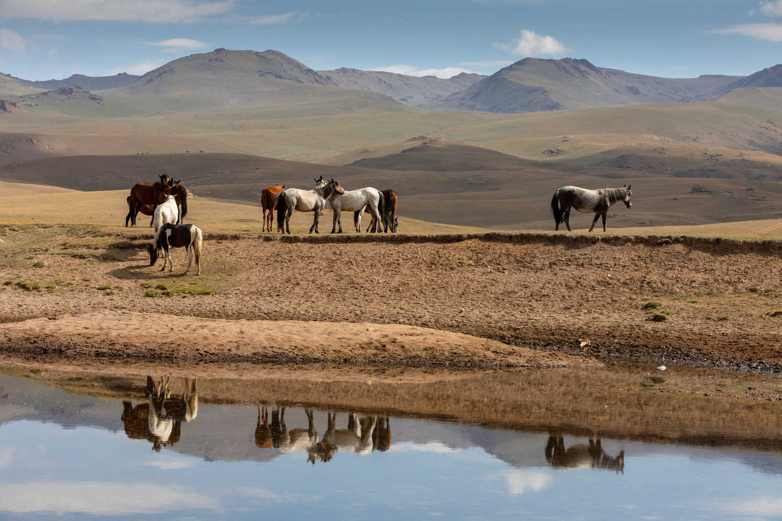 Chevaux dans des plaines en Kirghizie © Winfried Rusch