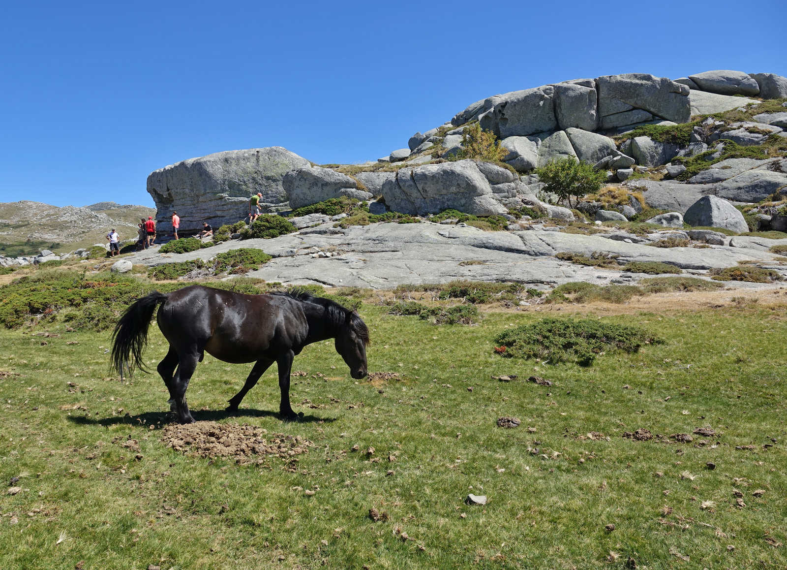Chevaux en liberté sur le plateau de Cuscionu, Haute Corse © Patricia