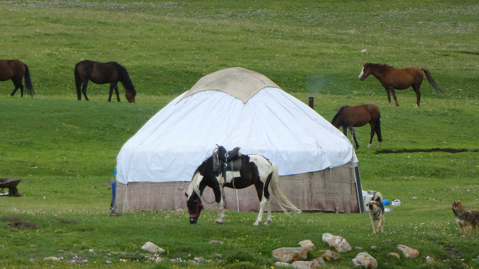 Chevaux et yourte près de Song Koul © Aziz