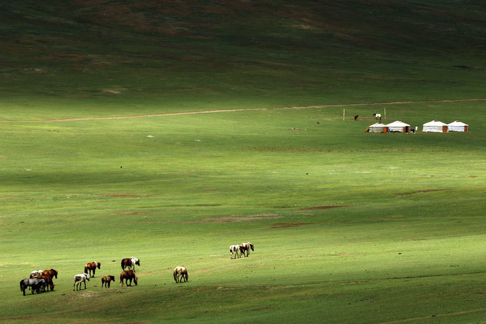 Chevaux et yourtes dans la steppe mongole © CHEVAL D'AVENTURE